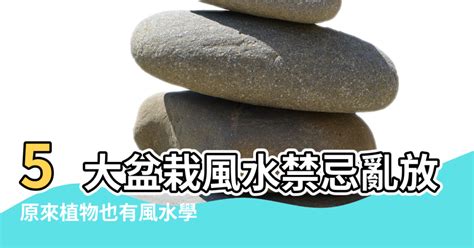 盆栽數量風水|《玄學風水